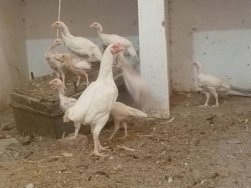ہیرا اصیل چیکس فار سیل 3