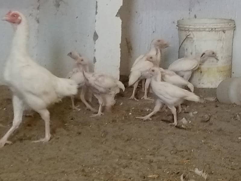 ہیرا اصیل چیکس فار سیل 4