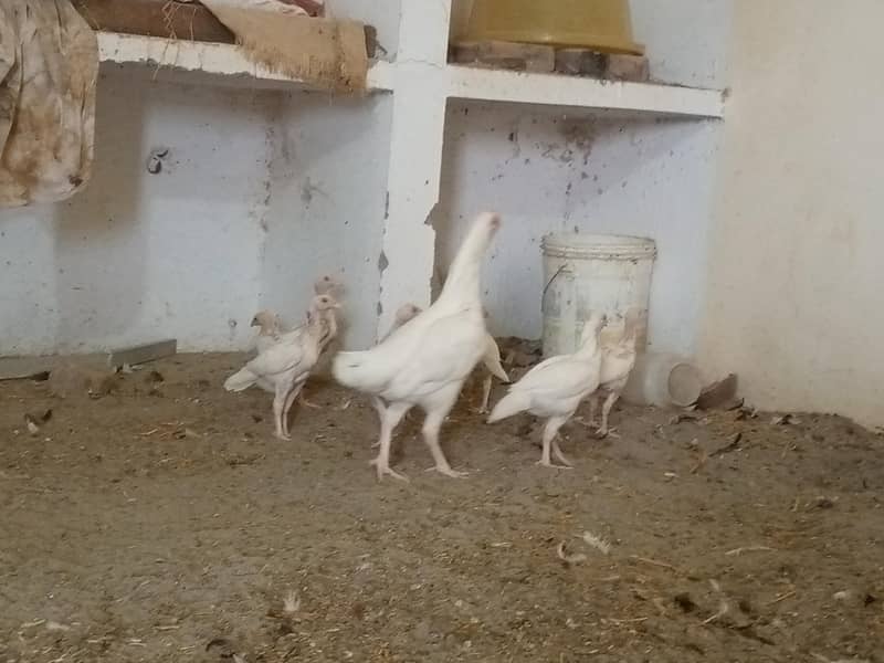ہیرا اصیل چیکس فار سیل 6