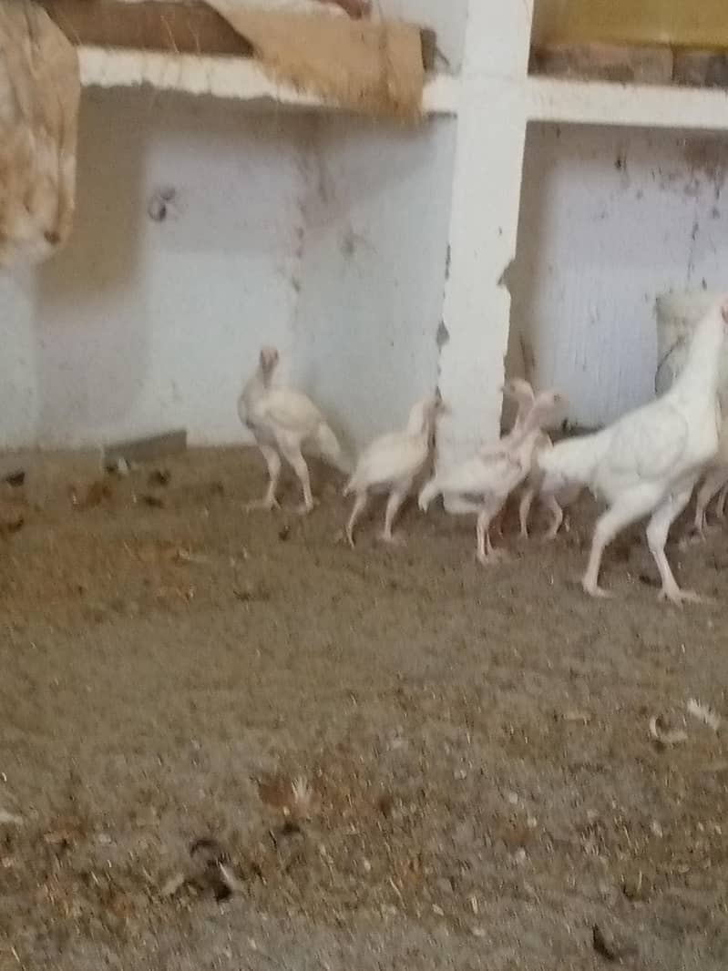 ہیرا اصیل چیکس فار سیل 8