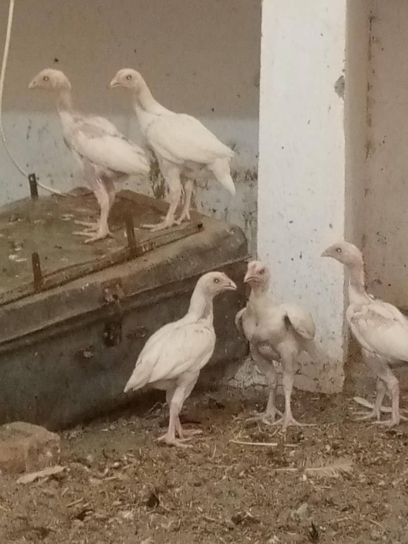 ہیرا اصیل چیکس فار سیل 9