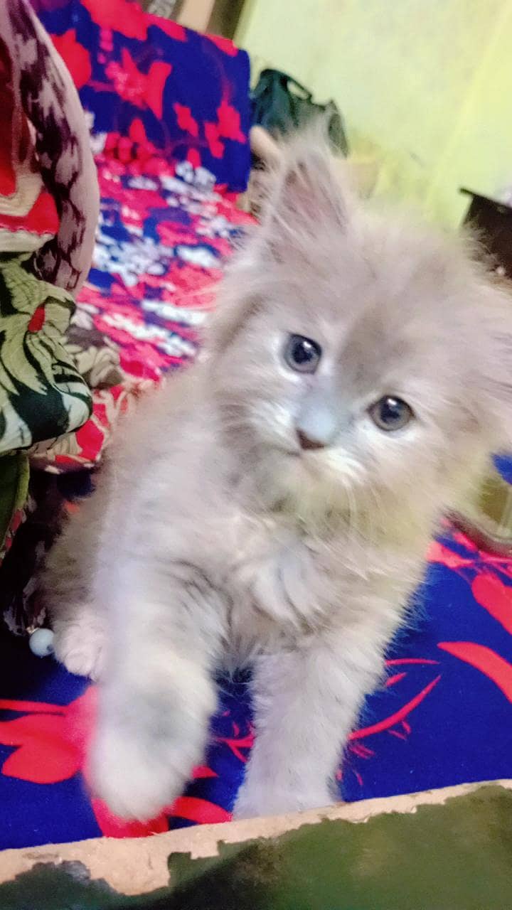 Persion cats 1