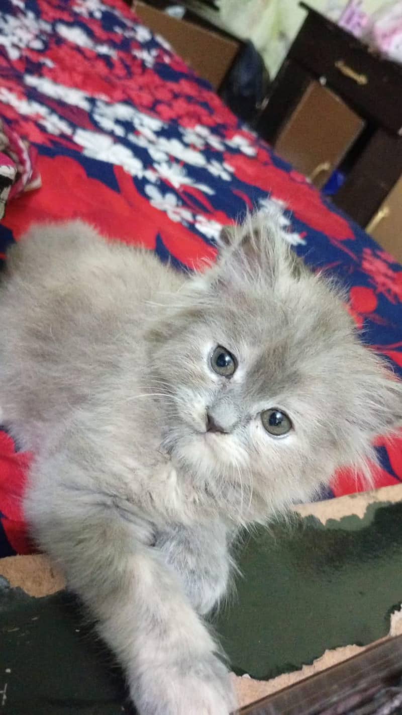 Persion cats 2