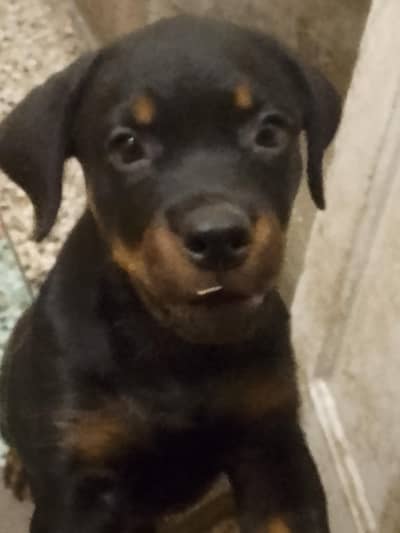 rottweiler female puppies