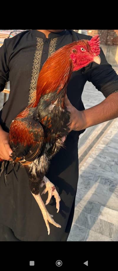 Thai cross Pakistan aseel breeder  quality bird