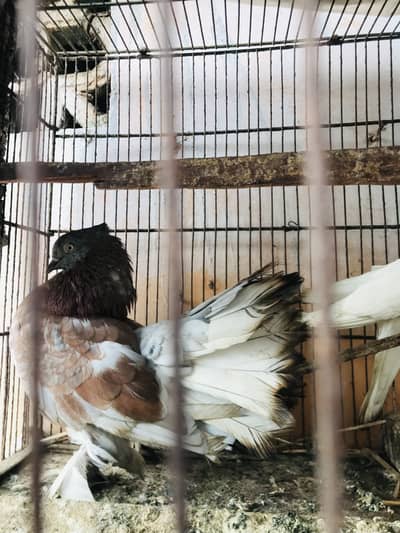 Urgent sell required Kabutar