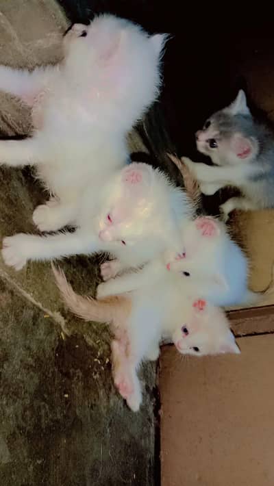 Persian Mix Kittens Available | Odd Eyes | 2 Months Old | Karachi