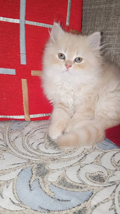 3 month ( male )