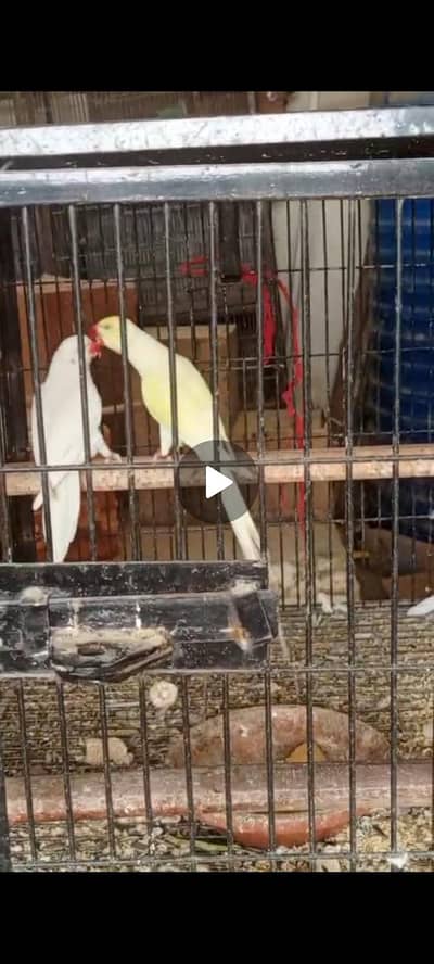 2 piar breeder for sale 03162424597