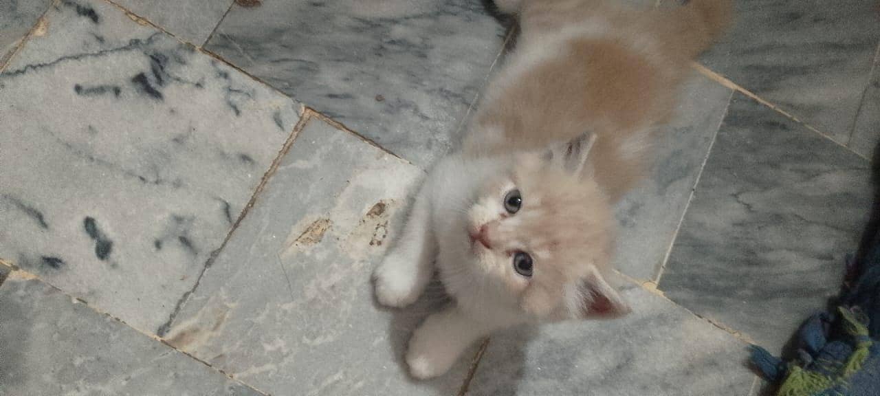kittens 0
