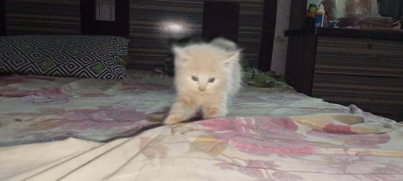 kittens 1