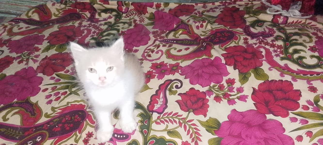 kittens 2