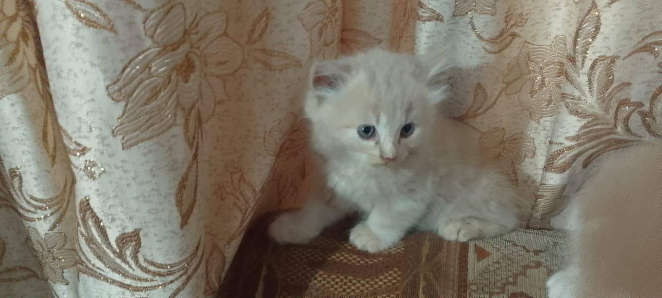 kittens 3