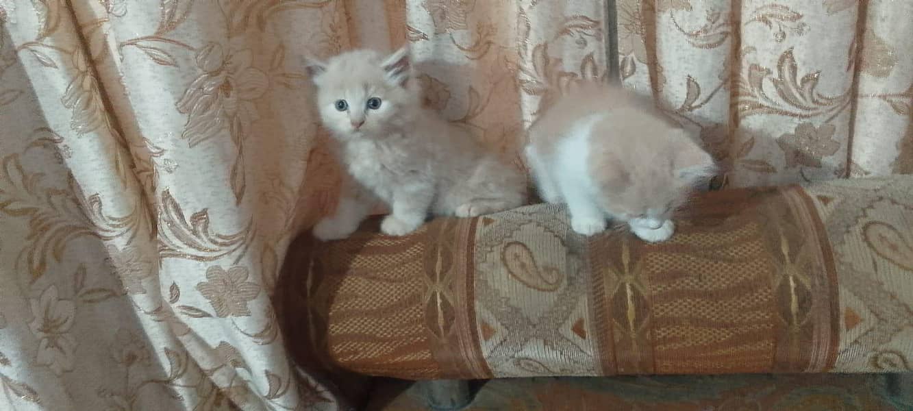 kittens 4