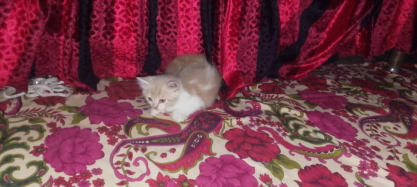 kittens 5