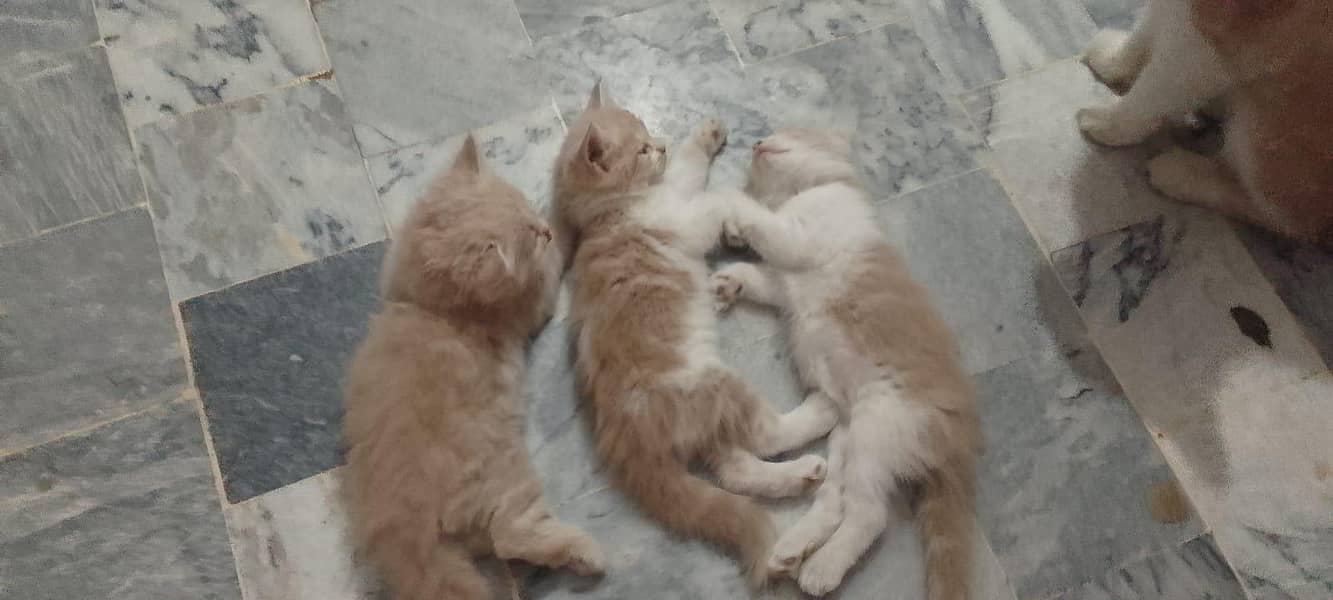 kittens 6