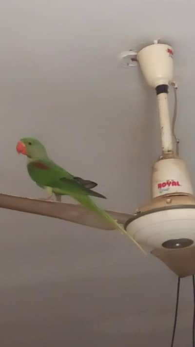 kashmiri raw parrot