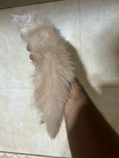 Persian cat