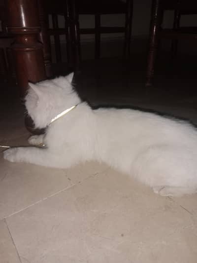 cute cat male