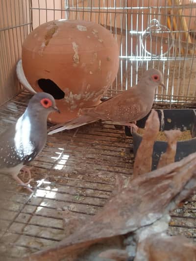 diamond dove for sale.