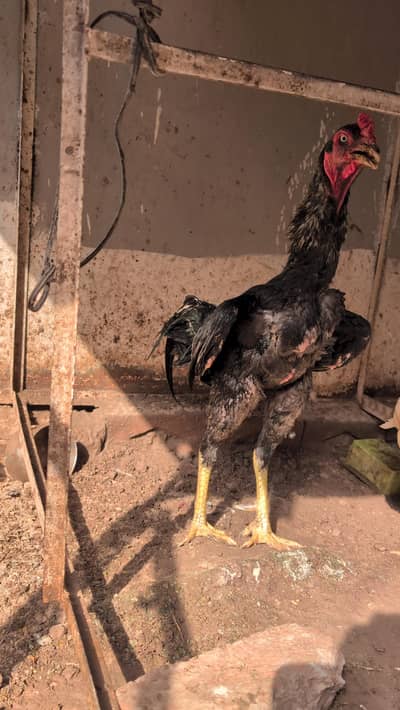 High Quality Thai Aseel Hens