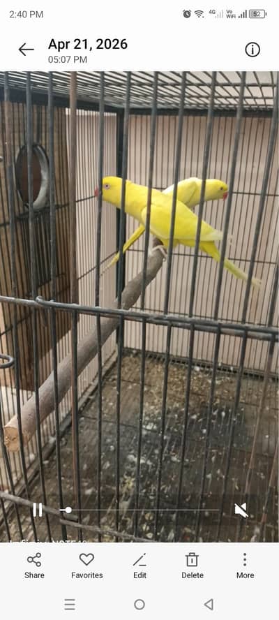 love bird's cocktail and conours cage's