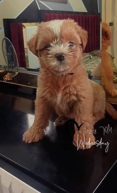 shitzuu puppy available