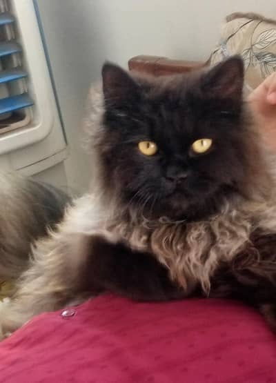 Cat for sale