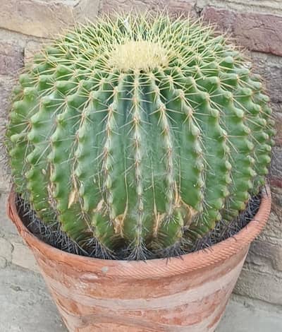 plant