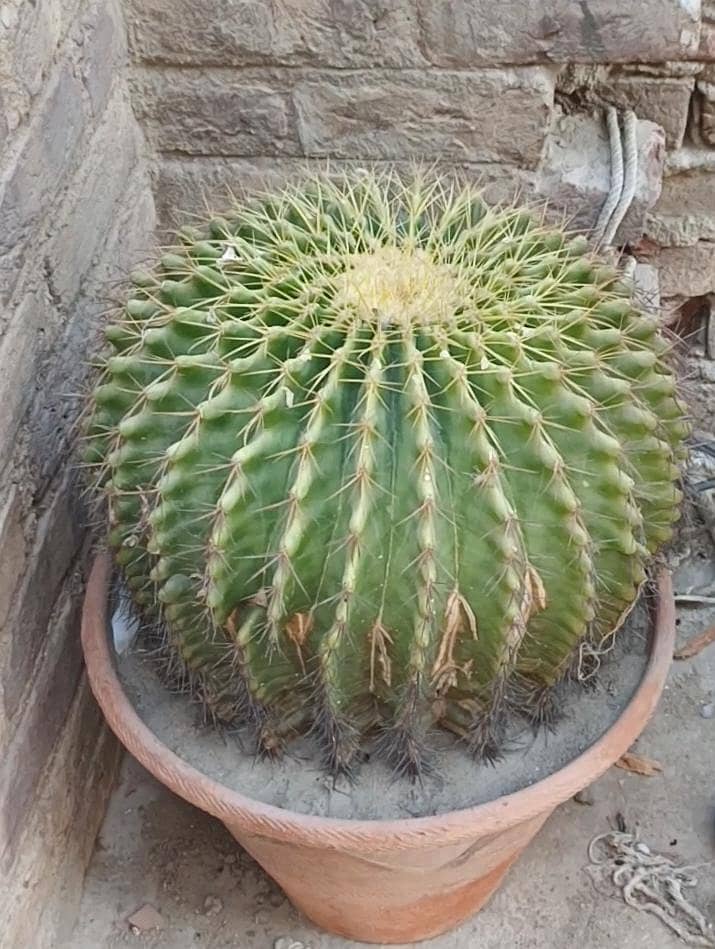 plant 1