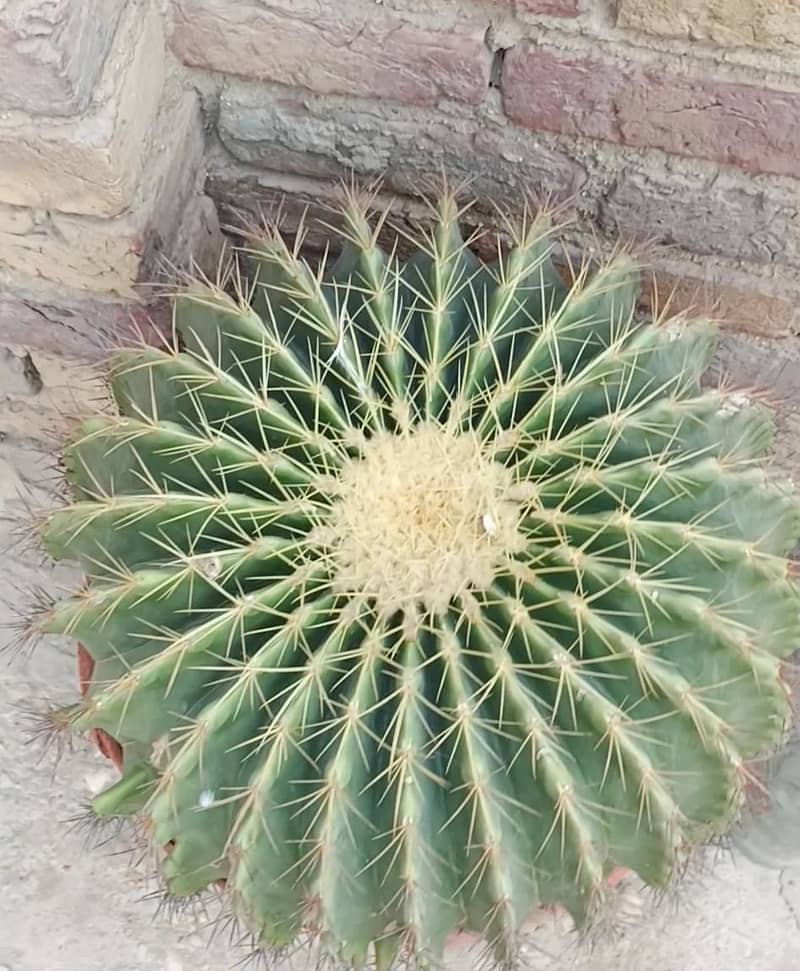 plant 2