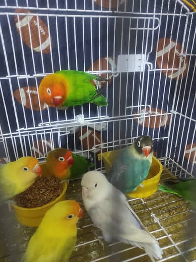 Love bird breeder pairs