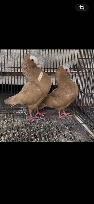All breeder pairs are available American pair 7000 Yellow Mukhi Pair