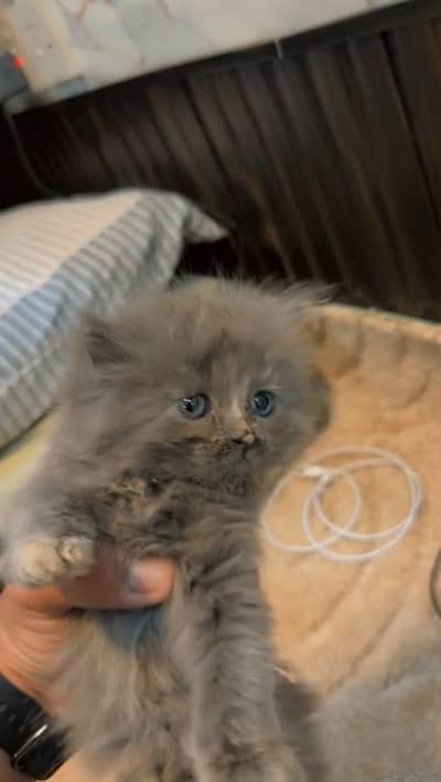 persian gray kitten urgent for sale