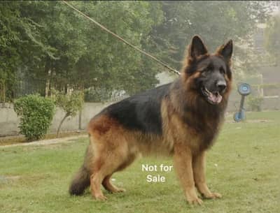PINK PEDIGREE GSD GERMAN SHEPHERED FOR ST$D ( CROSS )