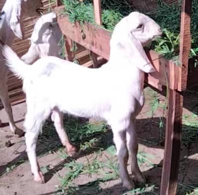 Rajanpuri desi Bakra Ghulabi 5month 03324262191