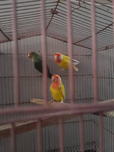 9 months rosicoly and lutino love birds ready to breed