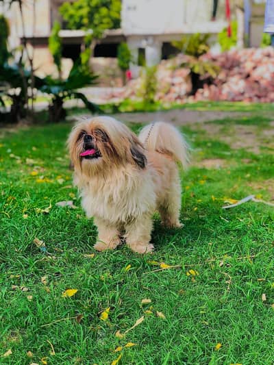 shihtzu male for stad