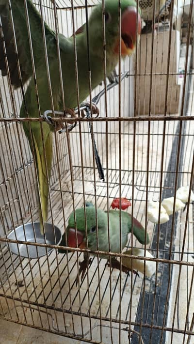 kasmiri parrot