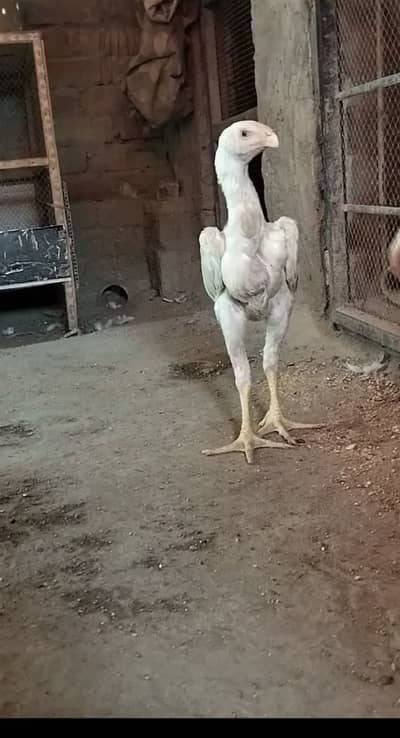 All Type Of male Female Checks Available O3O2O44838O