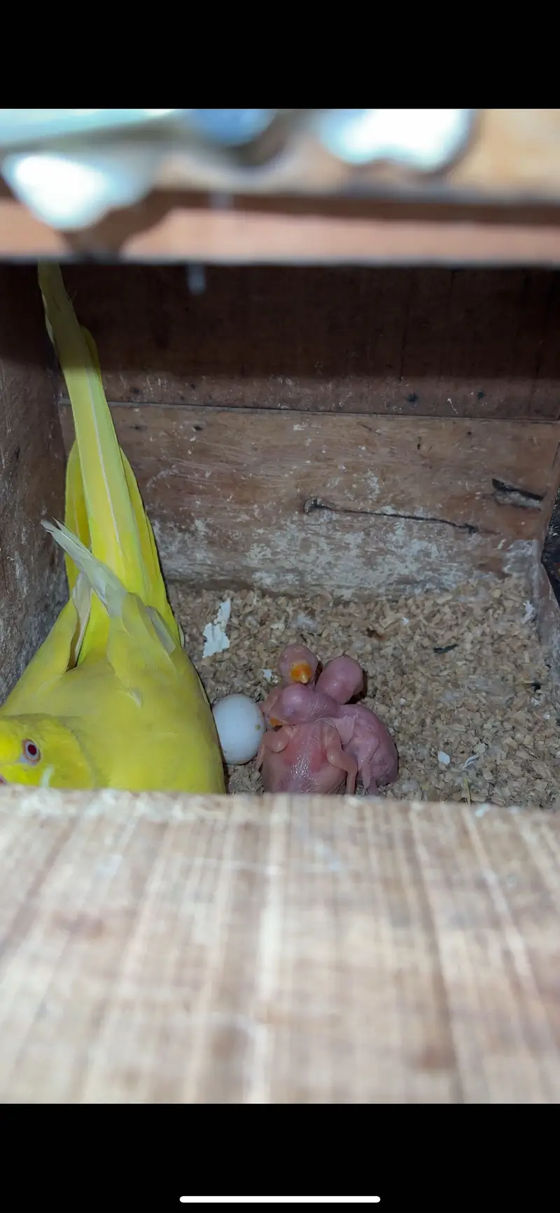 Yellow ringneck Pairs breeder history parrot females — photo 6