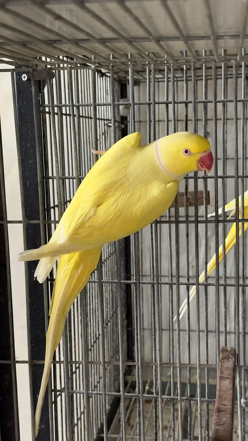 Yellow ringneck Pairs breeder history parrot females — photo 7