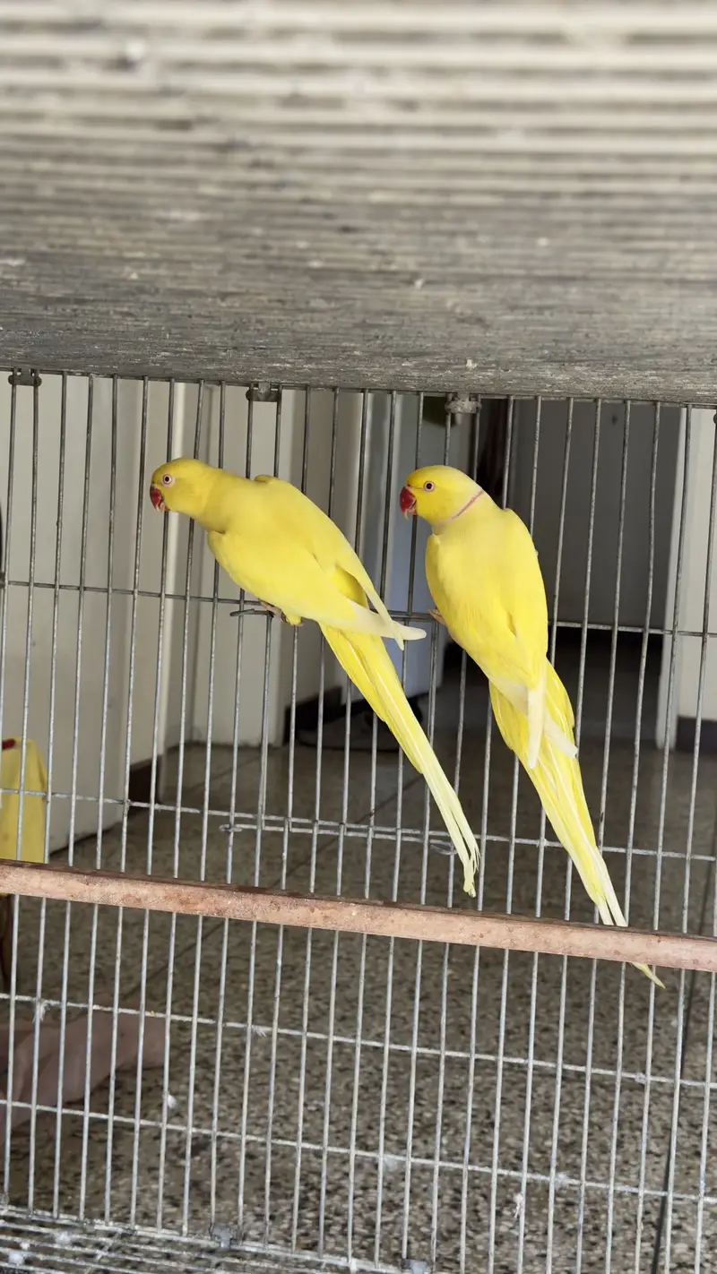 Yellow ringneck Pairs breeder history parrot females — photo 8