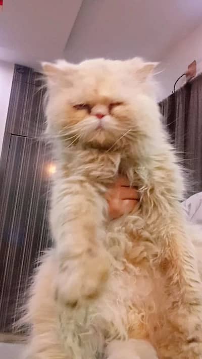 Persian Punched Faced Male