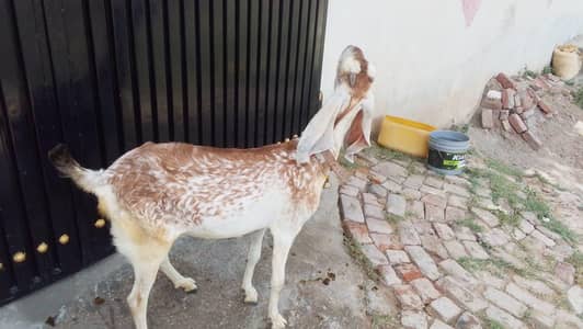 Goat for sale