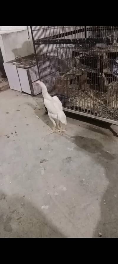 Pure White O Shamo pathi
