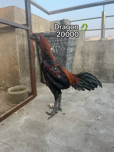 Dragon ( burmi ( pakoye breaders and chicks available 03020448380