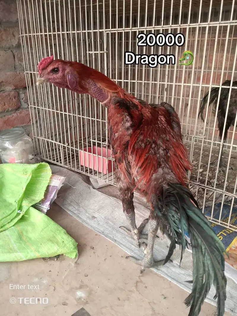 Dragon ( burmi ( pakoye breaders and chicks available 03020448380 — photo 4