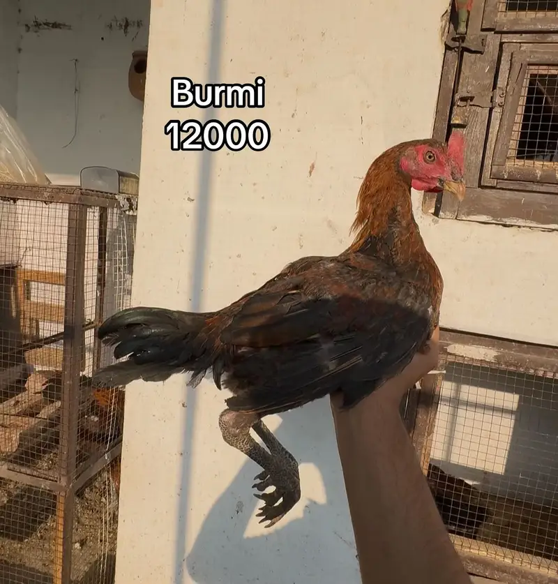 Dragon ( burmi ( pakoye breaders and chicks available 03020448380 — photo 8