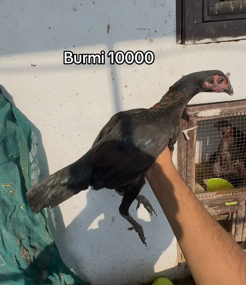 Dragon ( burmi ( pakoye breaders and chicks available 03020448380 — photo 9
